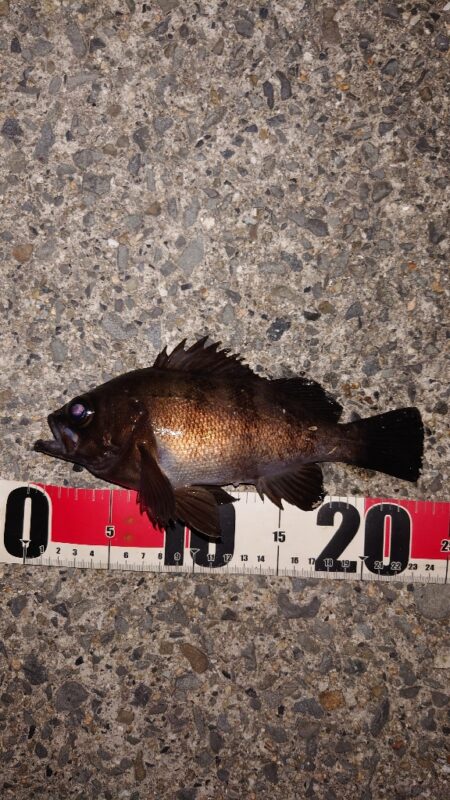 電気ウキ釣り 9