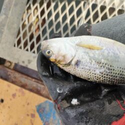 サビキ釣りでアジ