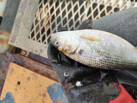 サビキ釣りでアジ