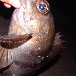 電気ウキ釣り 10