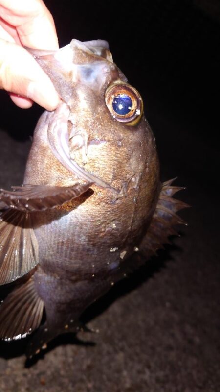 電気ウキ釣り 10