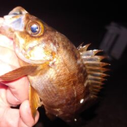 電気ウキ釣り 11