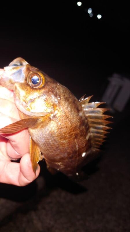 電気ウキ釣り 11