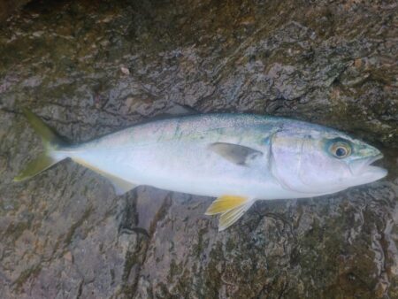 春の遠投カゴ釣り