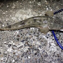 自己新更新。シーバス狙いやけど