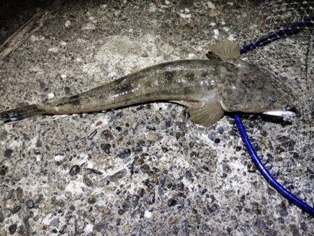 自己新更新。シーバス狙いやけど