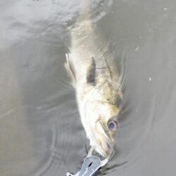 雨あと短時間調査