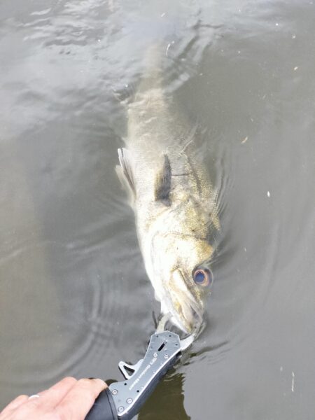 雨あと短時間調査