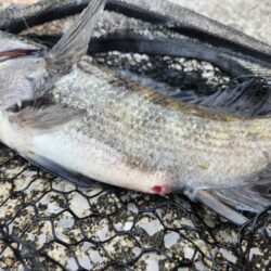 広島市内河川、春チニング