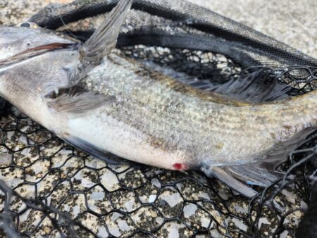 広島市内河川、春チニング