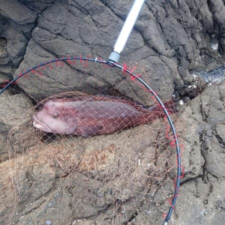 産卵前の荒食い