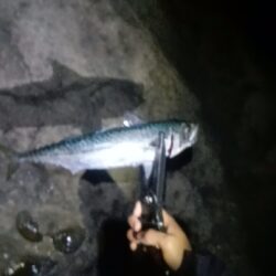 まだ夜釣りは、早いかな。