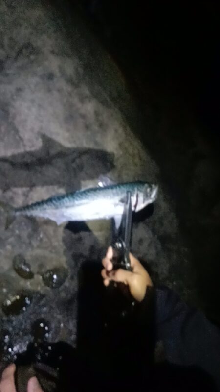 まだ夜釣りは、早いかな。