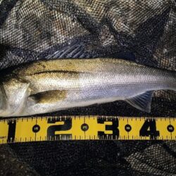 終了前に時合い⋯