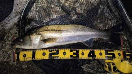 終了前に時合い⋯