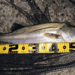 入れ食いは続かなかった⋯