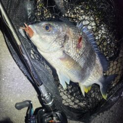 しごおわチニング