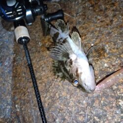 ベイトでメバリング