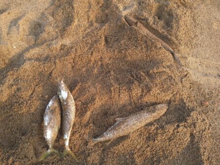 好調サーフの夕マヅメ