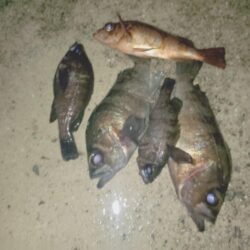 メバルプラッキング🎣