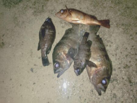 メバルプラッキング🎣