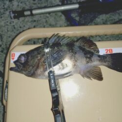 とにかく釣りたいメバリング