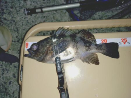 とにかく釣りたいメバリング