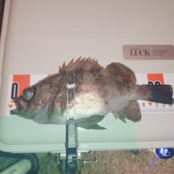 のんびりメバル狙い