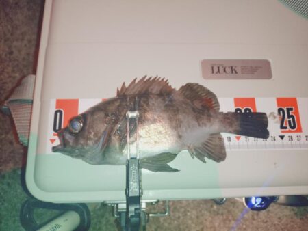 のんびりメバル狙い