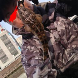 都市型河川でマゴチが釣れました!