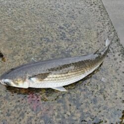 息子釣果。シーバス釣りました!