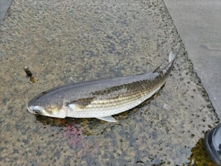 息子釣果。シーバス釣りました!
