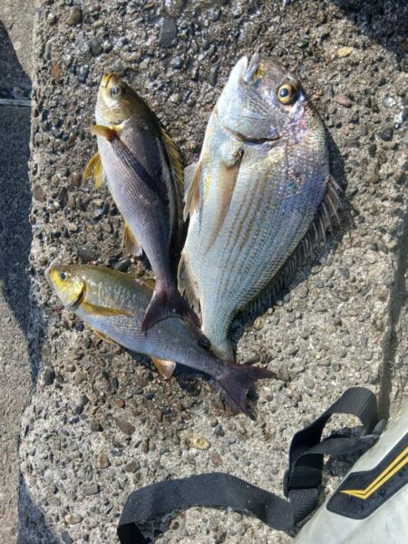 和歌山市江（吉丸渡船）でグレ釣り