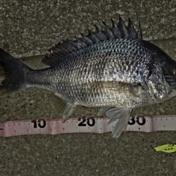 のっこみキビレチヌ