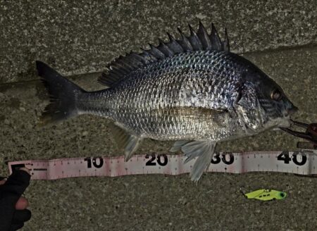 のっこみキビレチヌ