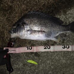 のっこみチヌ！