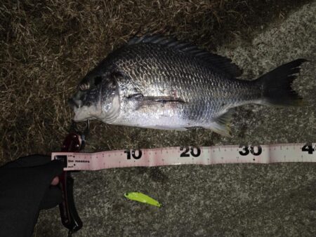 のっこみチヌ！