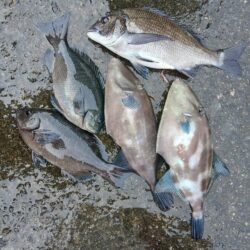 兵庫県三尾（前田渡船）で磯釣り