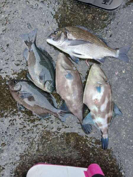 兵庫県三尾（前田渡船）で磯釣り