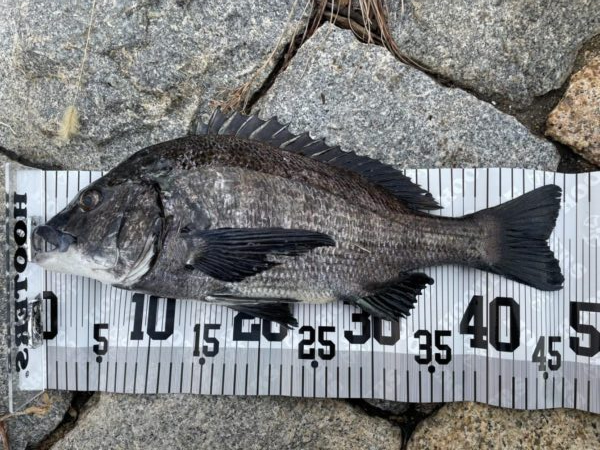 イチノ兄弟、釣果！