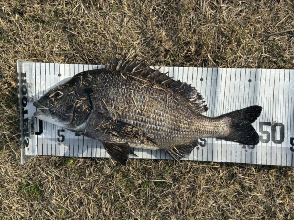 イチノ兄弟、釣果！