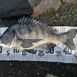 イチノ兄弟、釣果！