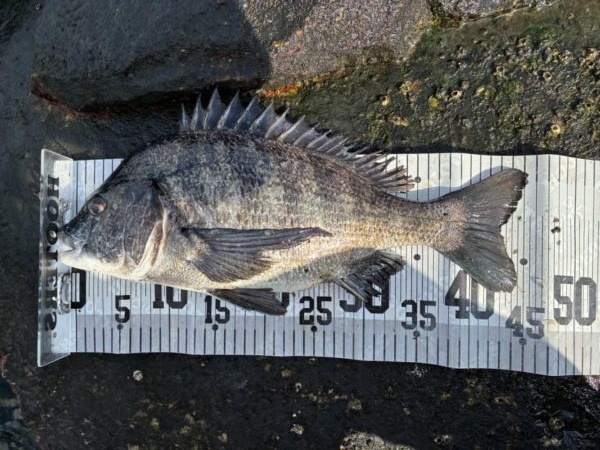 イチノ兄弟、釣果！