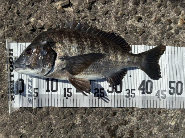 イチノ兄弟、釣果!