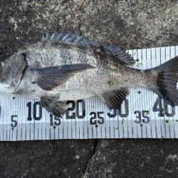 イチノ兄弟、釣果!