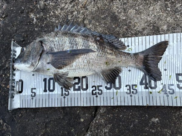 イチノ兄弟、釣果!