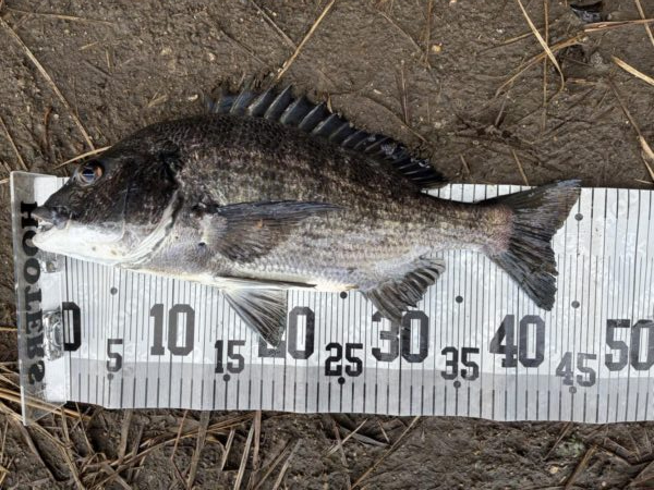 イチノ兄弟、釣果！