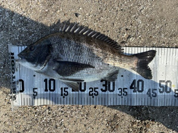 イチノ兄弟、釣果！