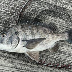 イチノ兄弟、釣果!