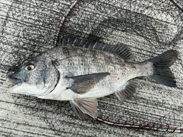 イチノ兄弟、釣果!